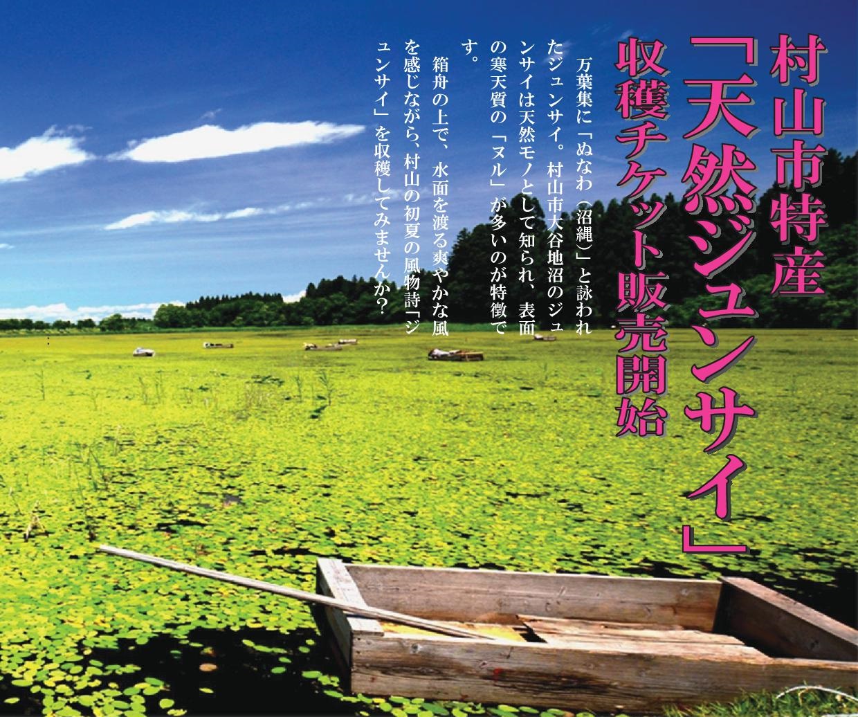 村山市特産 天然ジュンサイ 収穫体験 要予約 仙台となり村